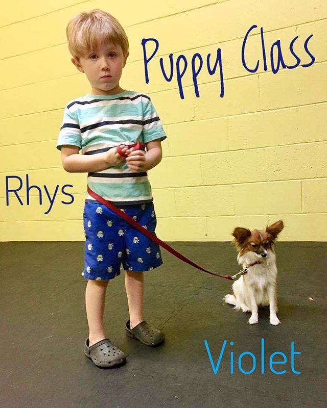 From Barks and Recs Instagram…Puppy Training class was full of fun.  Rhys and his pup,…
