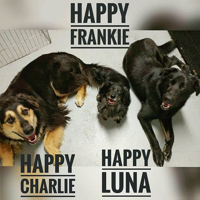 From Barks and Recs Instagram…Happy Charlie, Frankie, and Luna