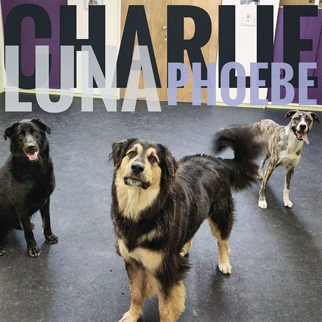 From Barks and Recs Instagram…Charlie, Luna, and Phoebe.