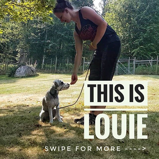From Barks and Recs Instagram…3 Session Day Training with Louie
