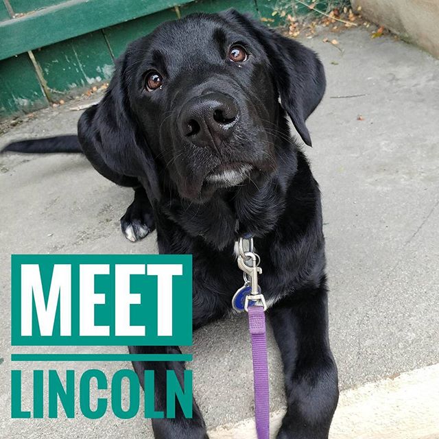 From Barks and Recs Instagram…It was Lincoln’s second day at the daycare, he thinks it was fab!