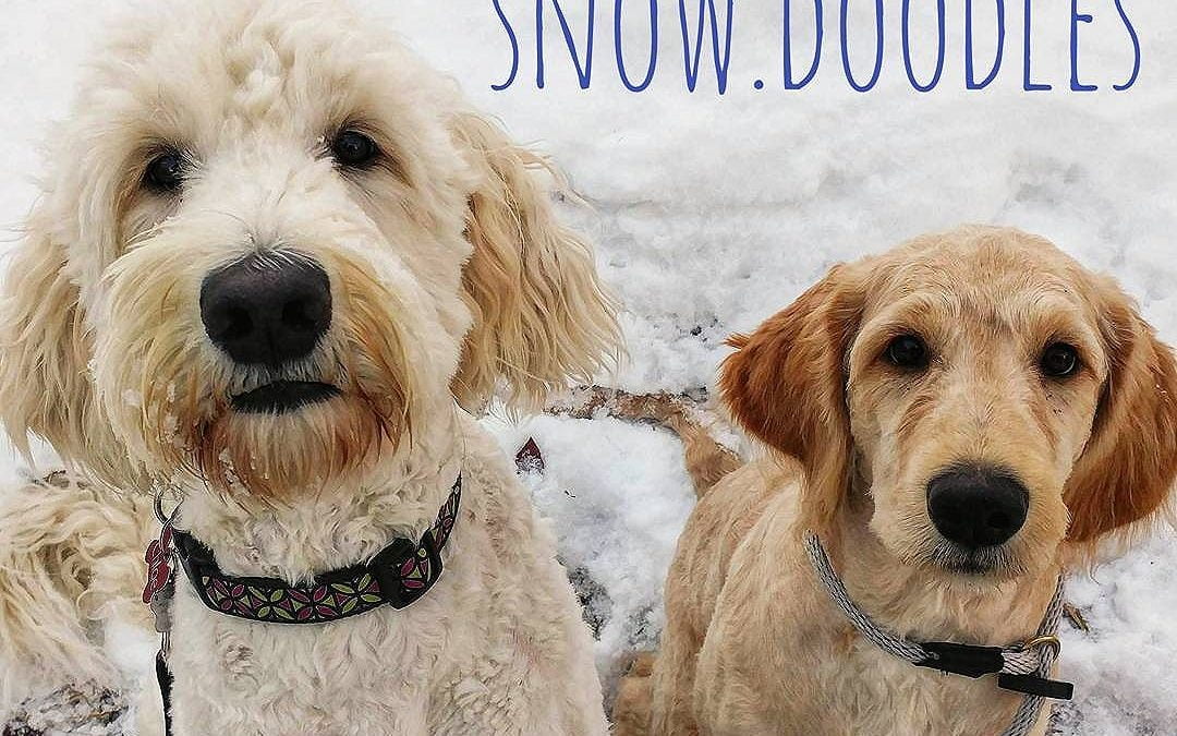 There have been oodles of snow doodle sightings