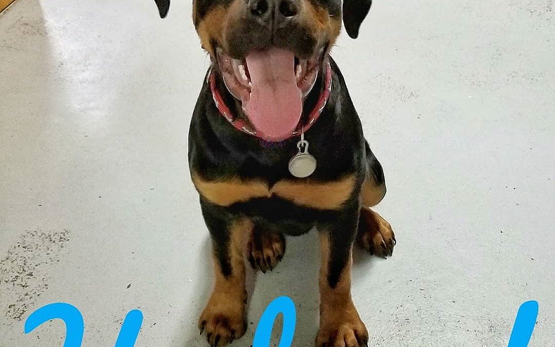 Happy Hudson was here