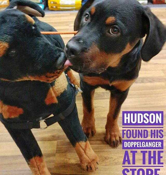 Hudson’s doppelganger