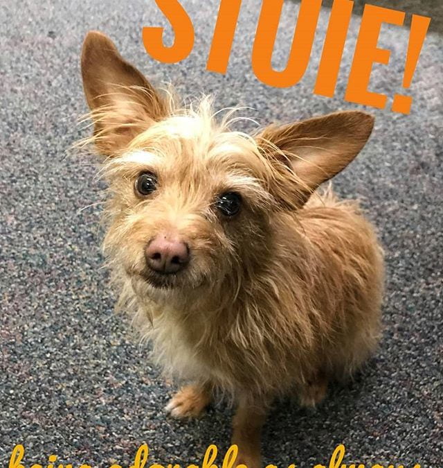 Oh Stuie, you are amazingly cute