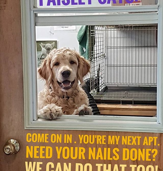 Paisley is here to help