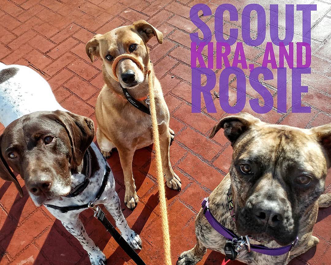 Scout, Kira, and Rosie