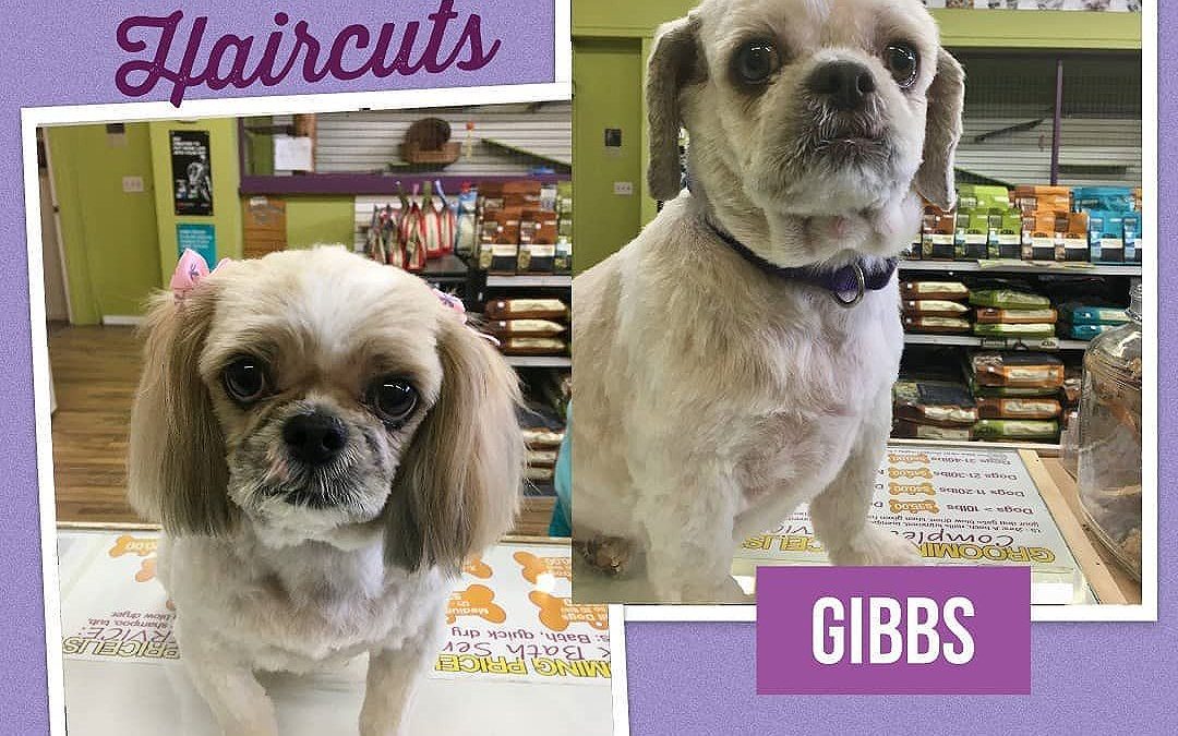 Abbs and Gibbs were in for a clean, sharp-looking new hairdos for Spring