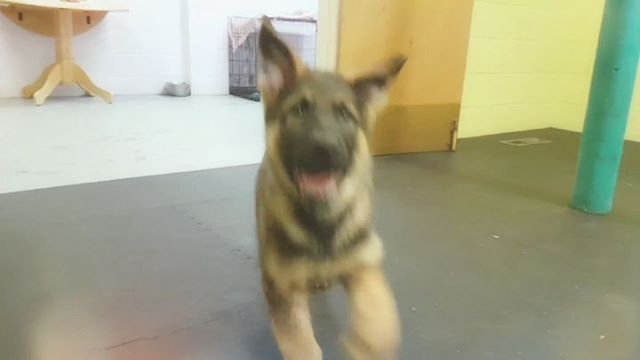 Caliber’s First Day of Dog Daycare – Video