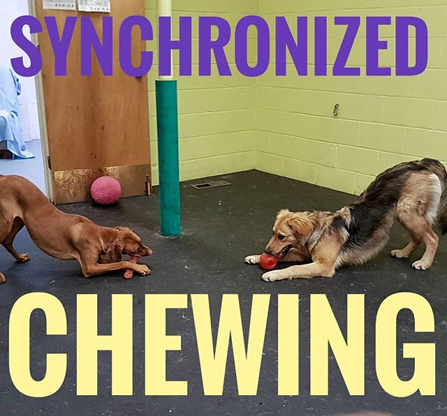 It’s synchronized chewing time for Lola and Nina