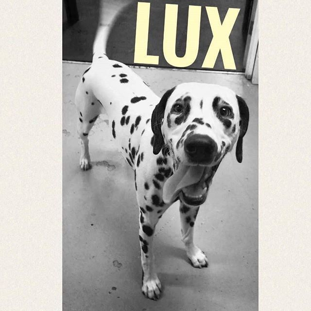 The tail-blurred happiness of Lux