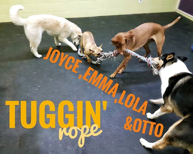 This six foot rope toy by Mammoth Toys is always a hit in daycare