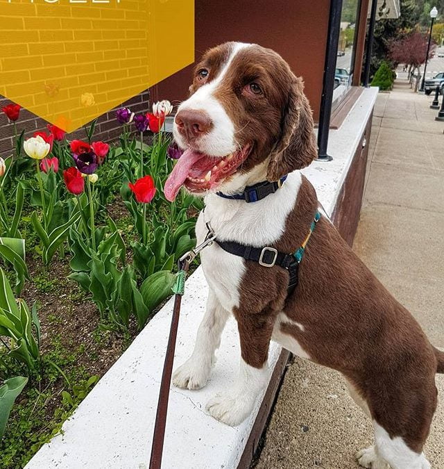 Molly loving life, our daycare, and the flowers