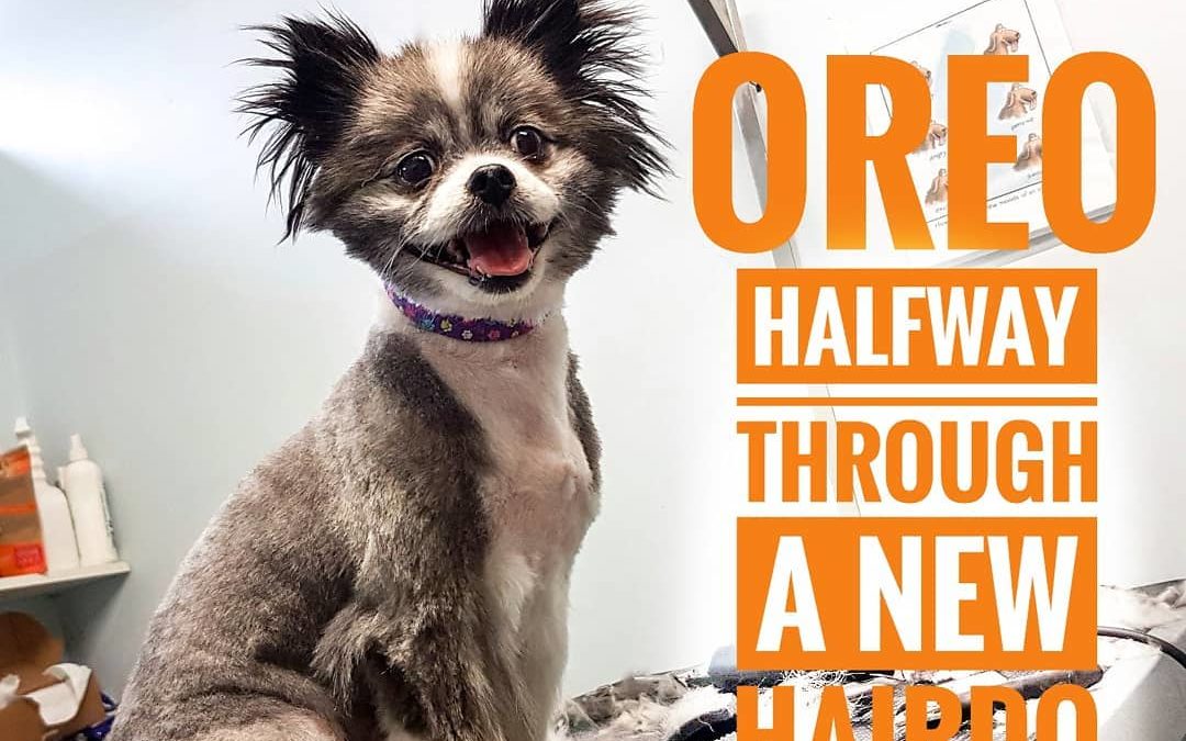 Happy Oreo was in the store getting a cool, new, summer do