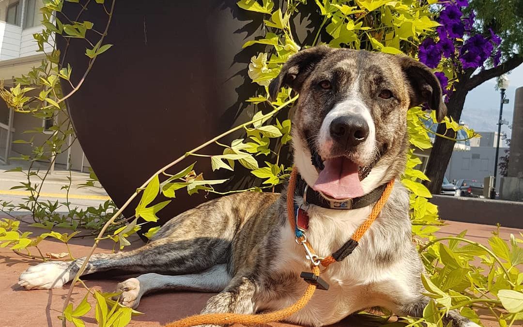 Phoebe happily blending into her environment while out on a walk at daycare