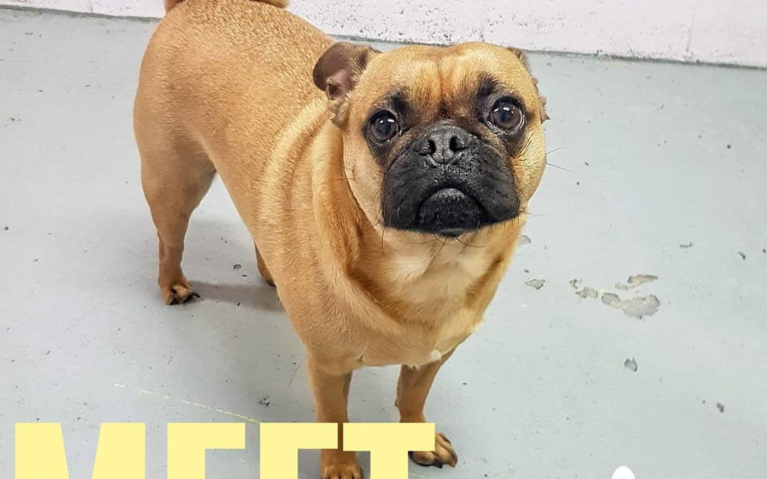 Meet Dexter, he came to daycare to see what it’s all about!! Your pup will get multiple walks, play with an assortment of toys, and get some basic training manners while at Barks and Recreation’s dayc