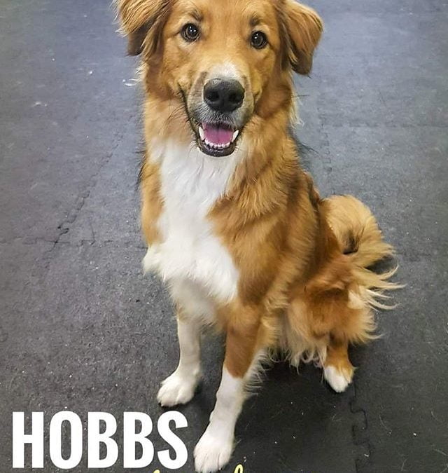 Hobbs loving our daycare