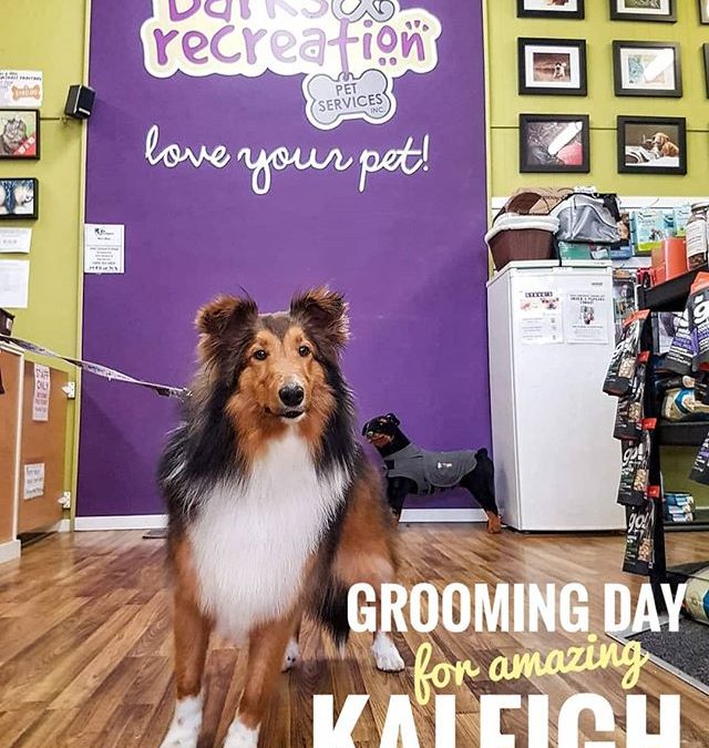 It was a grooming day for the amazing Kaleigh at Barks and Rec