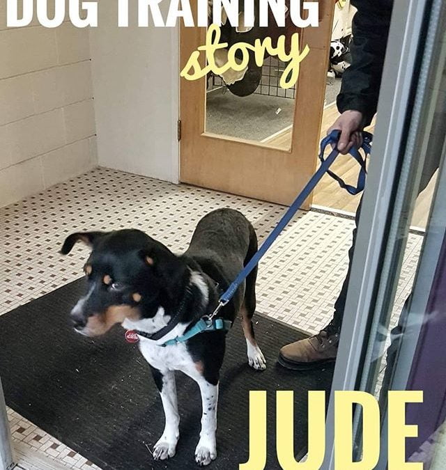Jude is a daycare dog and he and his owner also did some 1-on-1 training with our trainer, Nicole this fall/winter