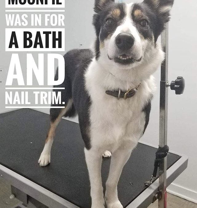 Moonpie was in for a bath and a nail trim
