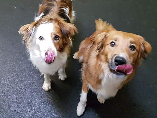 Brother and sister, Abby and Hobbs love our daycare and we love them ?