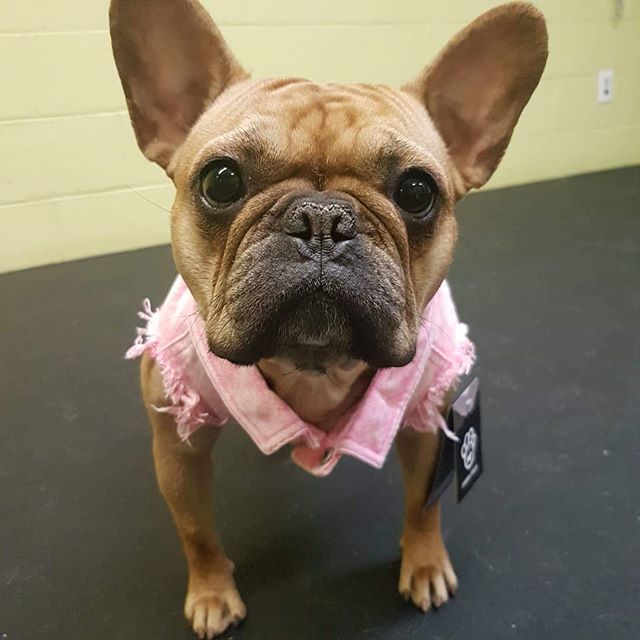 Emma is modelling a new denim jacket from Canada Pooch