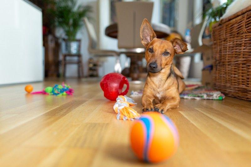 Dog Driving You Crazy? Try These Boredom Busters!