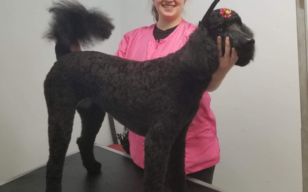 We would like to welcome our new groomer, Brenda, to our family
