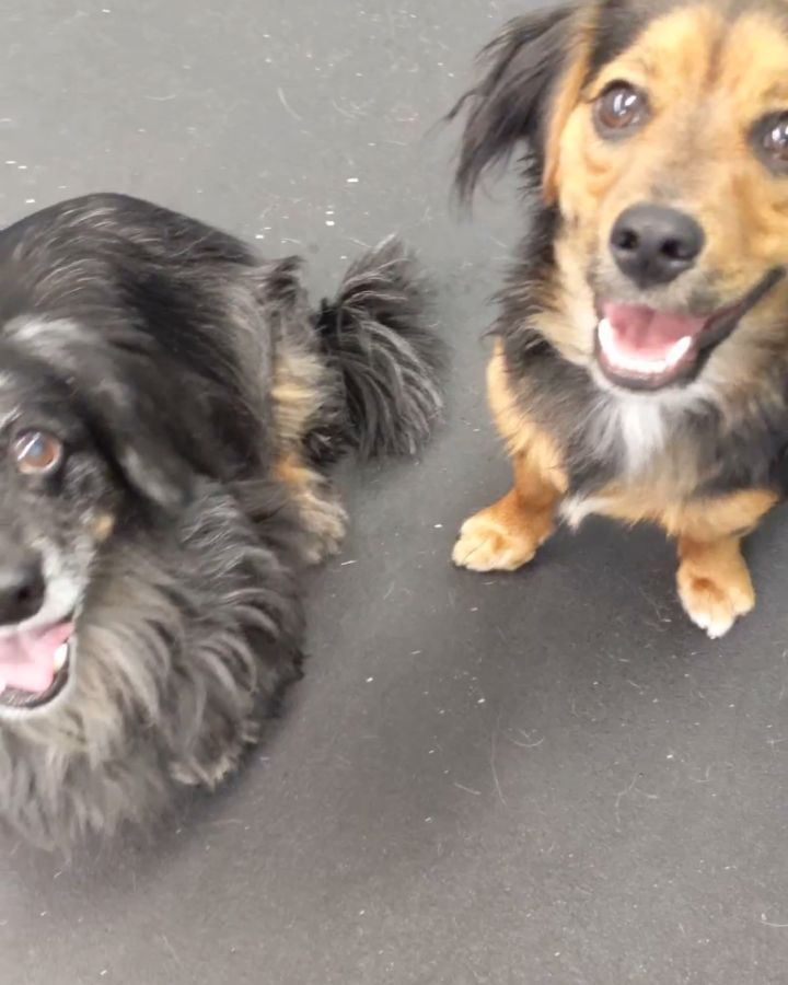 A video clip recap from yesterday's daycare action.Please use our online booking service that is available 24/7, 7 days a week. You can set up your next grooming appointment via our website:
- www.bnrbc.ca/grooming
- www.facebook.com/BarksnRec
- www.instagram.com/barks_and_recreation
- https://bit.ly/3kpaffF- Grooming (Mon - Fri)
- Pet Food & Supplies
(Online shop, curbside delivery, local evening delivery Tues-Sat)
- Dog Daycare (Tues-Weds-Thurs)
- One-on-one / Group / Online Training
- Pet Portrait paintings250-521-2275
www.bnrbc.ca
1208 Pine Ave.
Trail, BC
.
Photos/Videos via Cameron D.
.