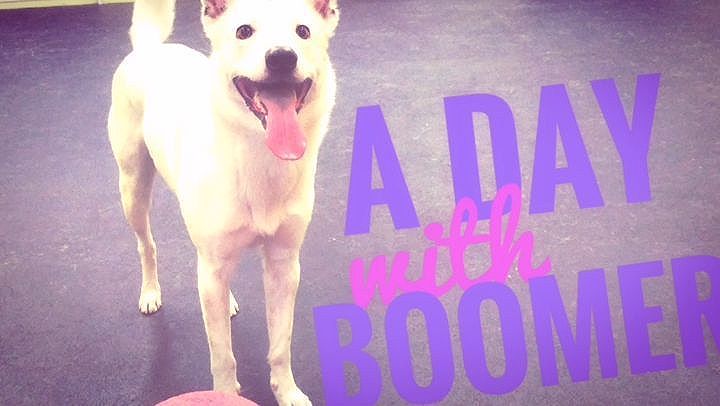 A Day with Boomer