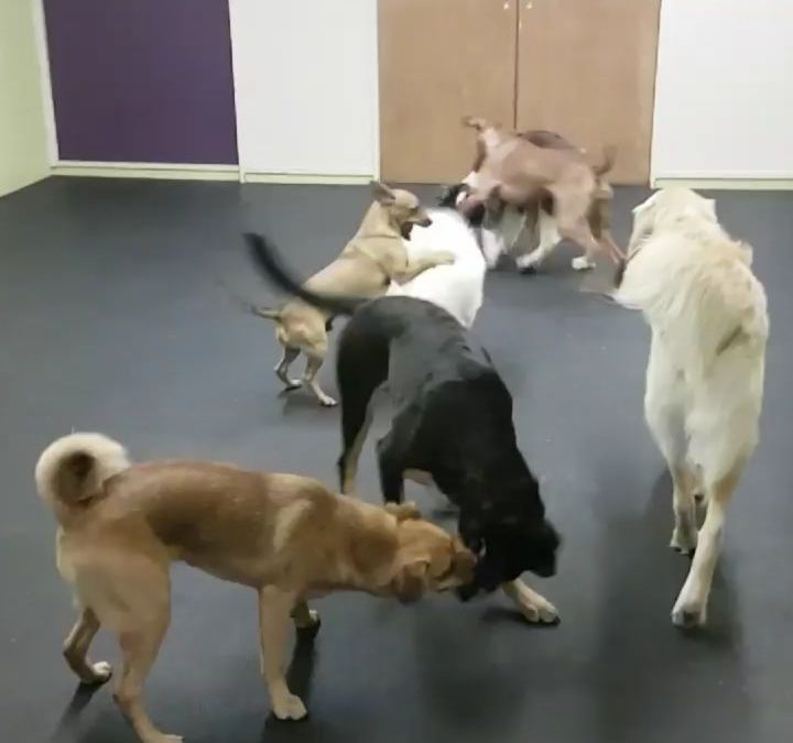 A great clip of some of our fantastic daycare dogs playing together nicely