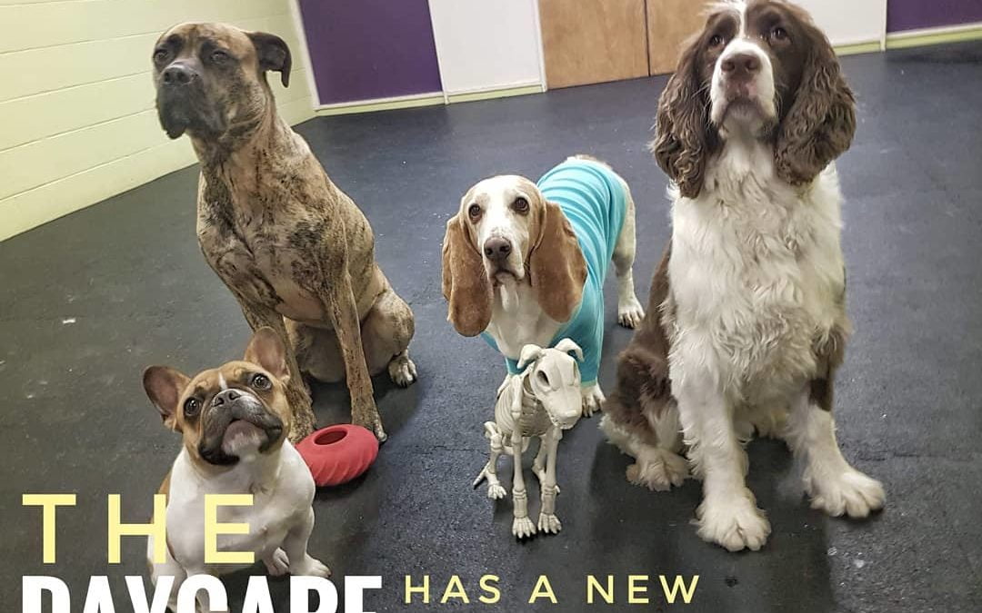 A Halloween Pal was in daycare with some of the crew