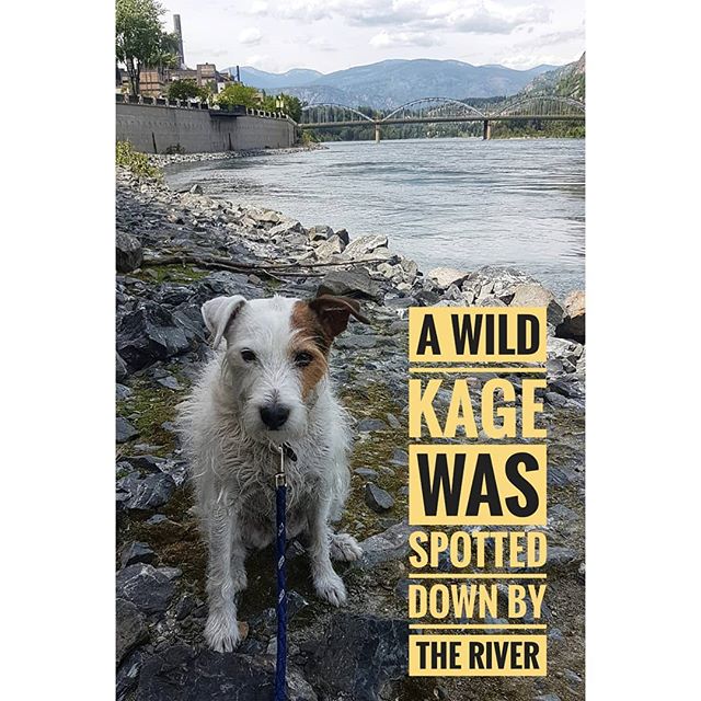 A wild and wet Kage was spotted down by the river