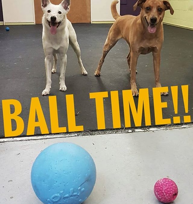 After thier walk, Boomer and Kira are ready for BALL TIME: round 10