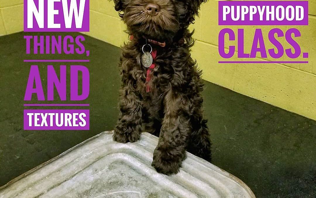 Anna is learning to adapt to new textures/things in our Surviving Puppyhood class