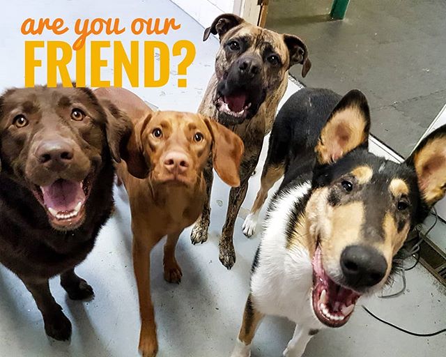 Are you our friend? OF COURSE!! Meka, Lola, Rosie, and Otto love hearing from their online fans