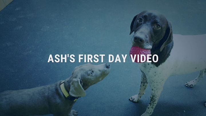 Ash’s First Day – Video