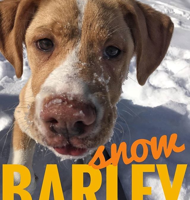 Barley snowing it up!! Out for a walk and Barley just wanted to dig in the snow