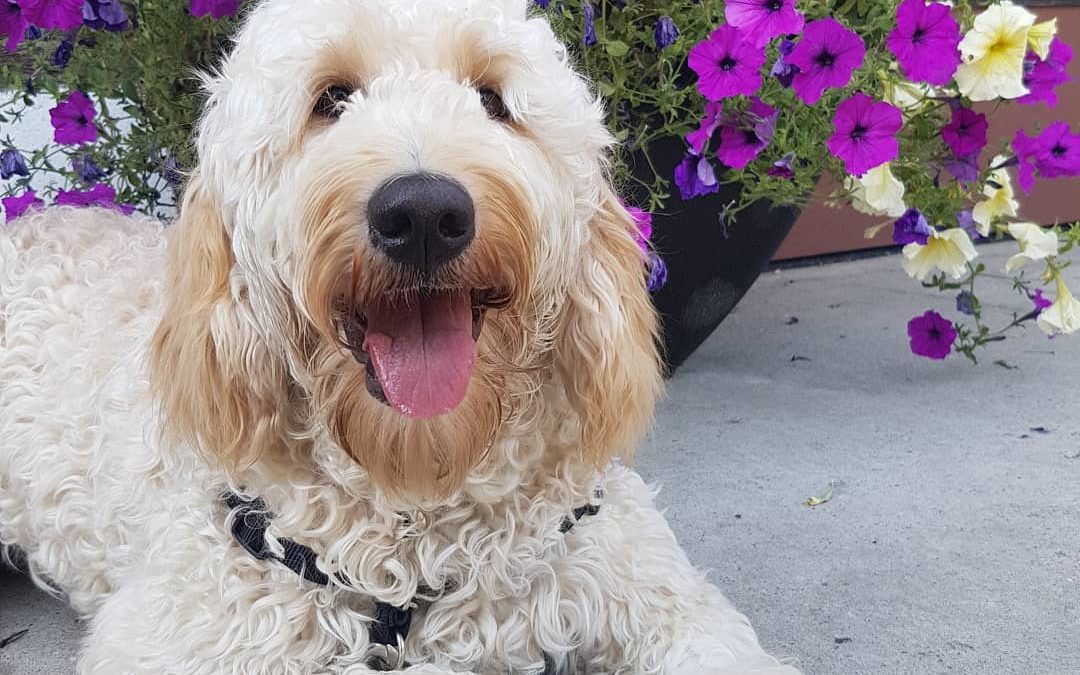 Beautiful Belle smiling in front of the flowers while out taking a walking break from daycare