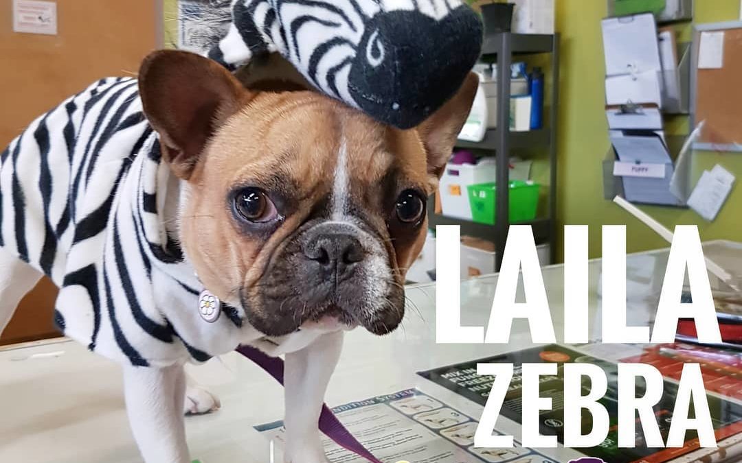 Behold! The Laila-Zebra! Pop into the store to see this cute costume as well as many others at Barks and Rec