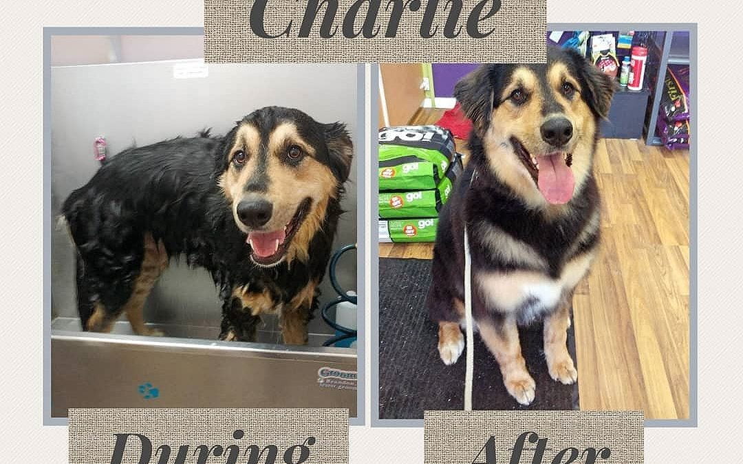 BIG Charlie was here for a Quick Bath service