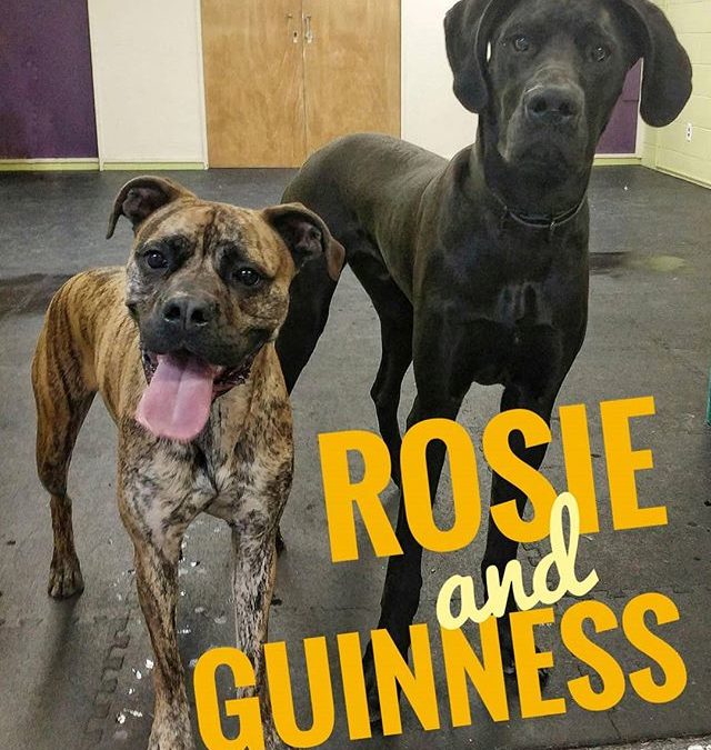 Big Rosie and Biggerest Guinness loving the camera