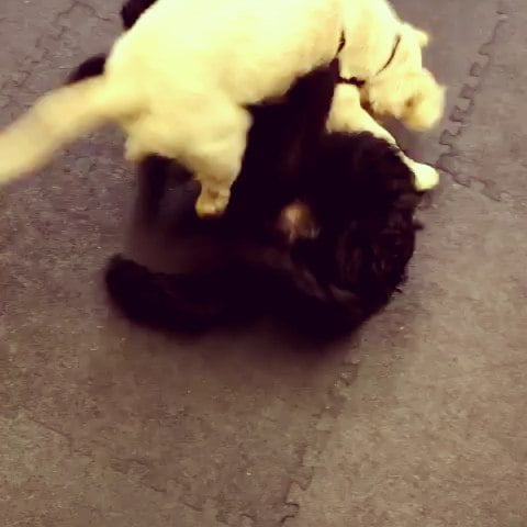 Brothers, Bentley and Buddy, got a play session at the end of the Saturday puppy class