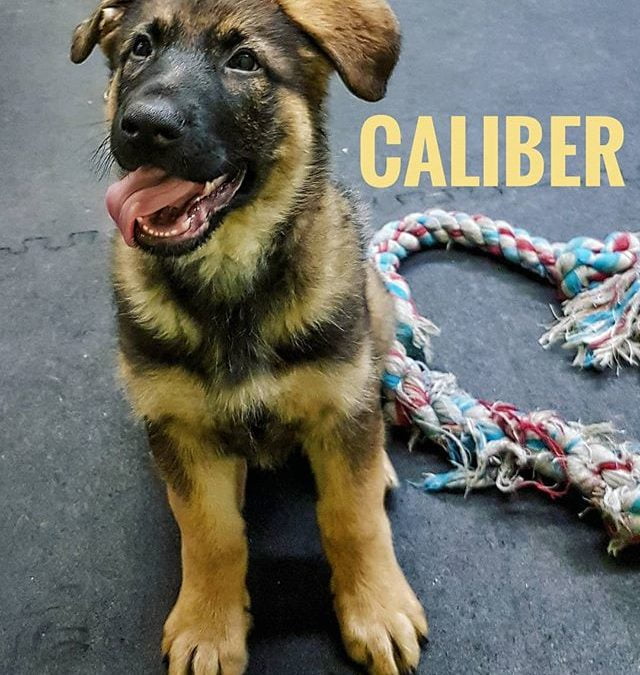 Caliber on his first day of daycare