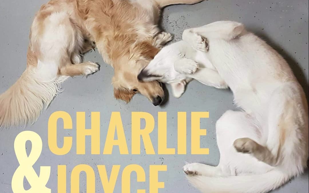Charlie and Joyce rolling around on the floor together while in daycare