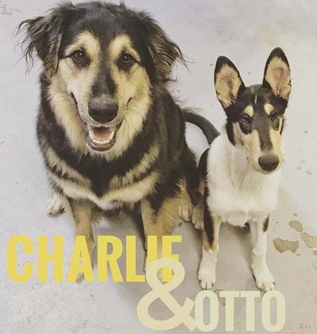 Charlie and Otto looking handsome together