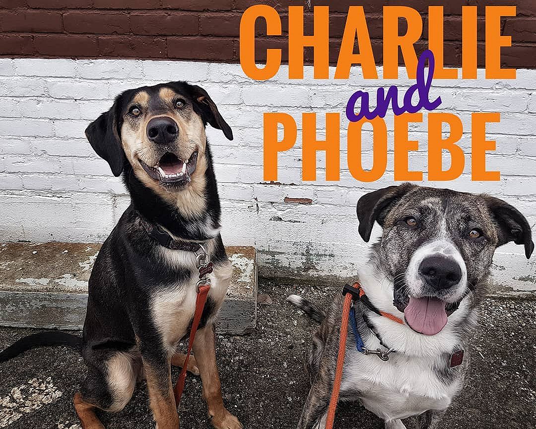 Charlie and Phoebe having a grand time while out for a walk.Our daycare is now open
Monday - Friday
8am - 5:45pm.
Contact us to get your puppers in to have some good times with our friendly staff and our social regulars.250-521-2275
www.bnrbc.ca
1208 Pine Ave.
Trail, BC
.
Sign up online at: www.bnrbc.ca/new-clients/
.
Photo via Kaylee
.