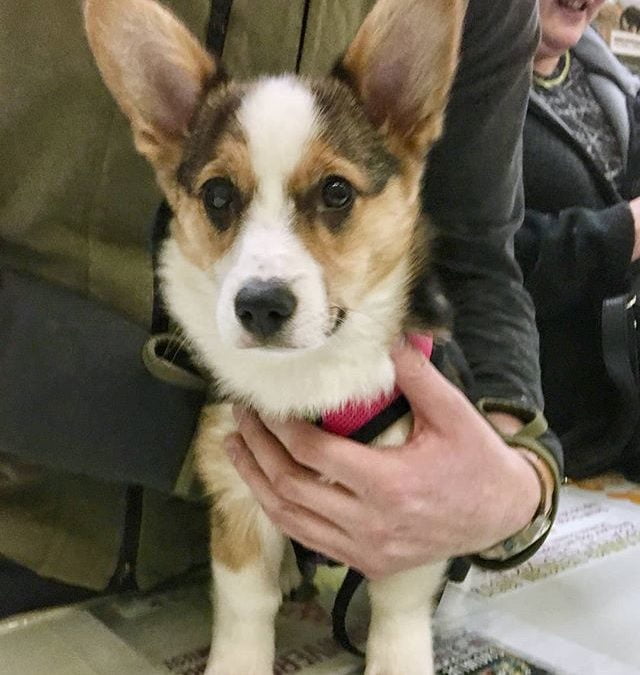 Chloe and her cute ears