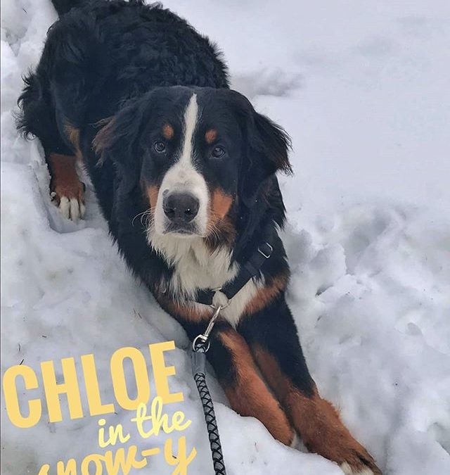 Chloe in the snow-y