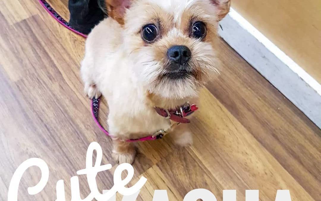 Cute Kasha came in for a new haircut today